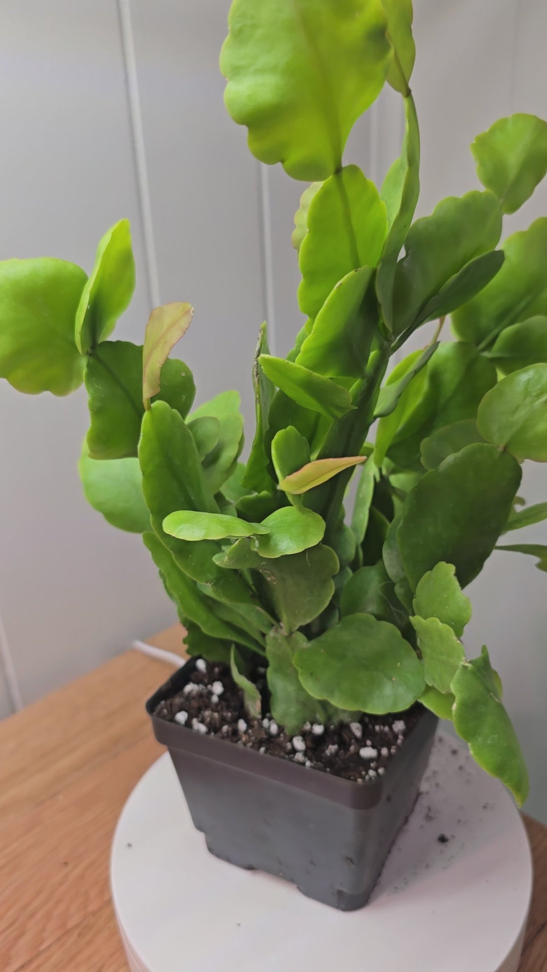Rhipsalis Rhombea Mature Live Plant 12 Inches Tall in 4" Square Pot