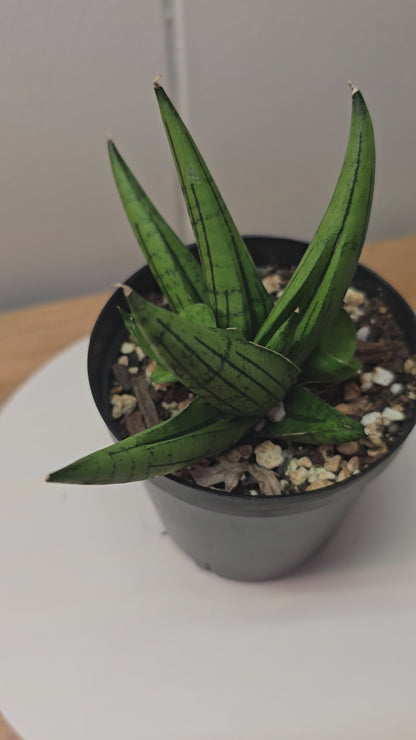Sansevieria Dracaena Rookie RARE Hybrid 3.5" Pot