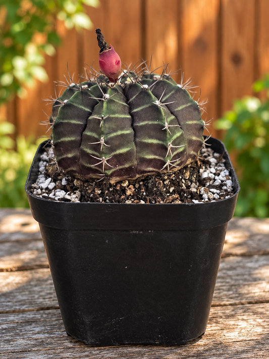 Gymnocalycium RARE Cactus "Black Widow"