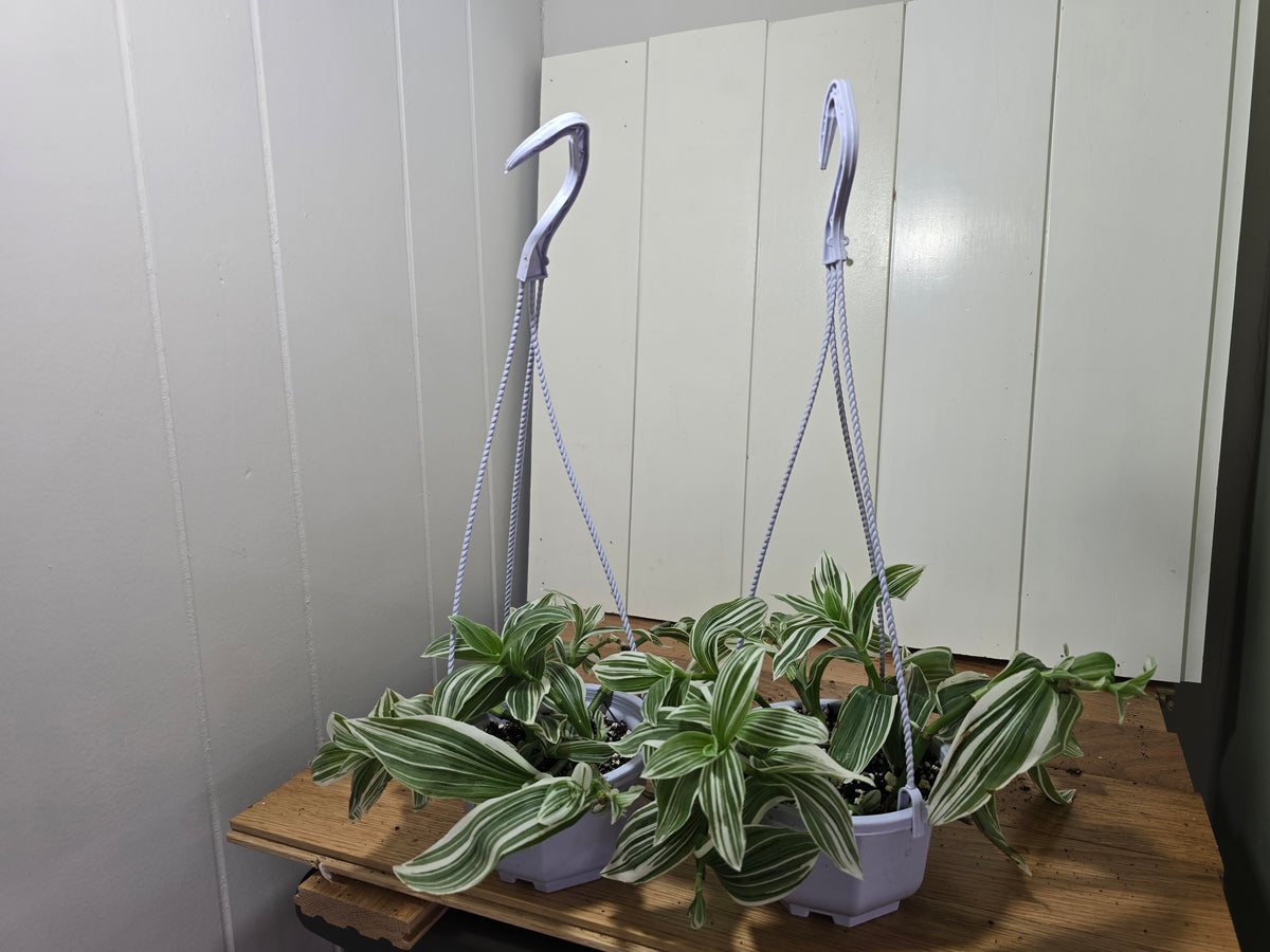 Tradescantia Albiflora Albovitatta "Quicksilver" | 5" Hanging Basket