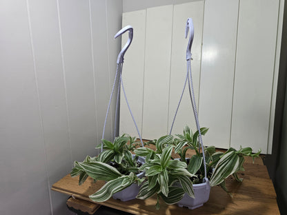 Tradescantia Albiflora Albovitatta "Quicksilver" | 5" Hanging Basket