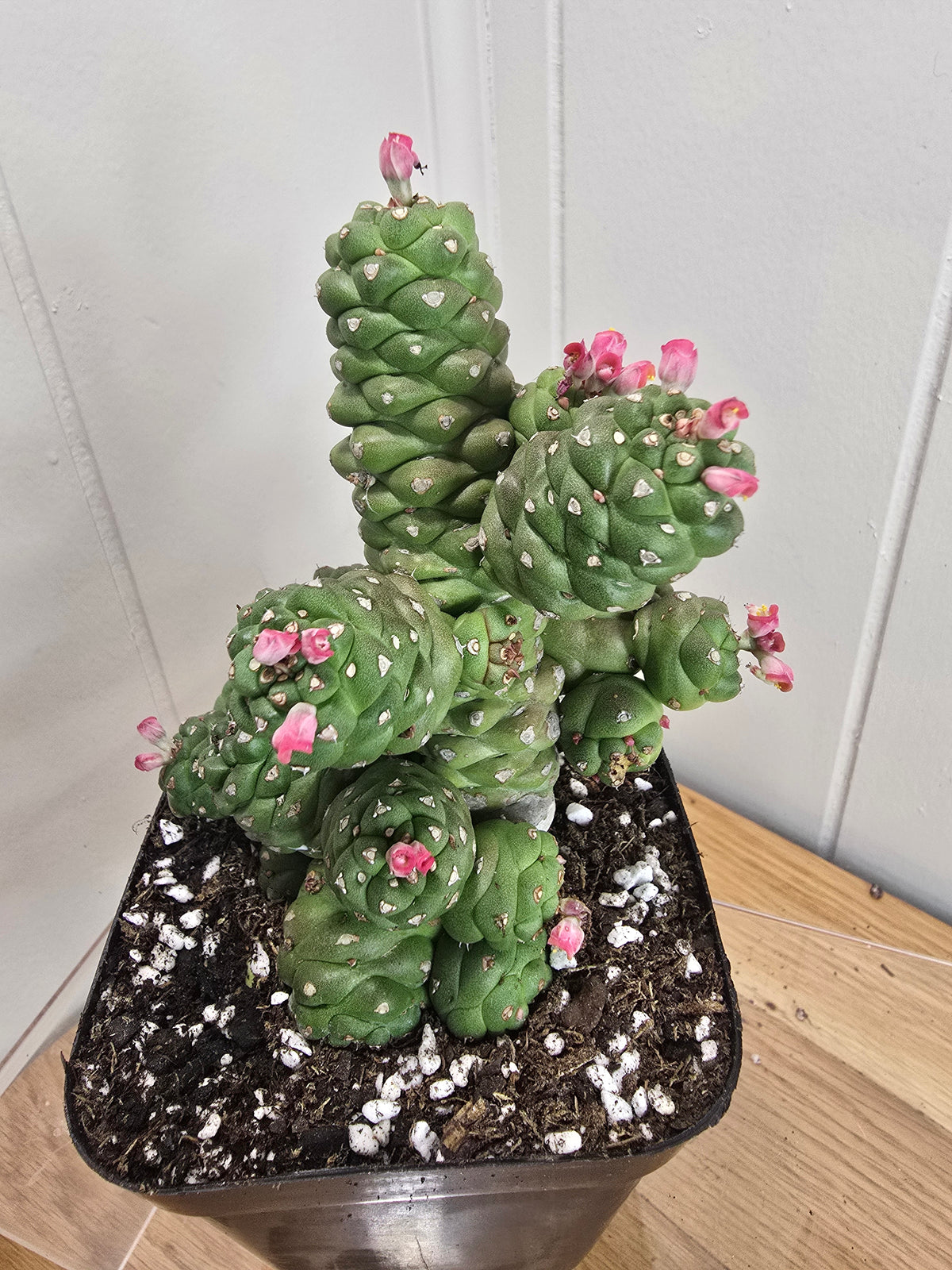 Euphorbia Monadenium Ritchiei | Rare Succulent Plant | 4" pot