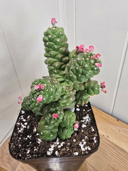 Euphorbia Monadenium Ritchiei | Rare Succulent Plant | 4" pot