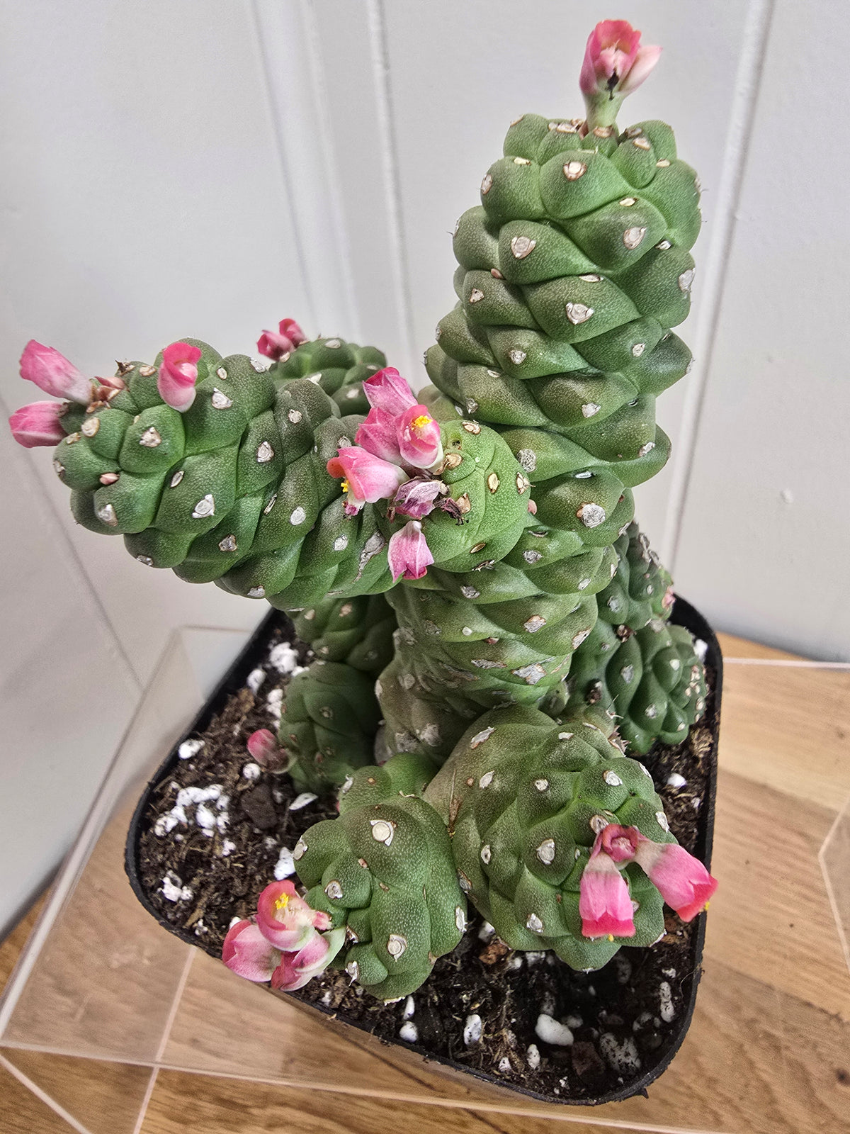 Euphorbia Monadenium Ritchiei | Rare Succulent Plant | 4" pot