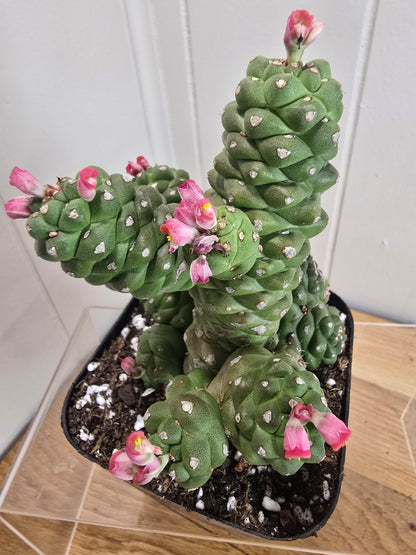 Euphorbia Monadenium Ritchiei | Rare Succulent Plant | 4" pot