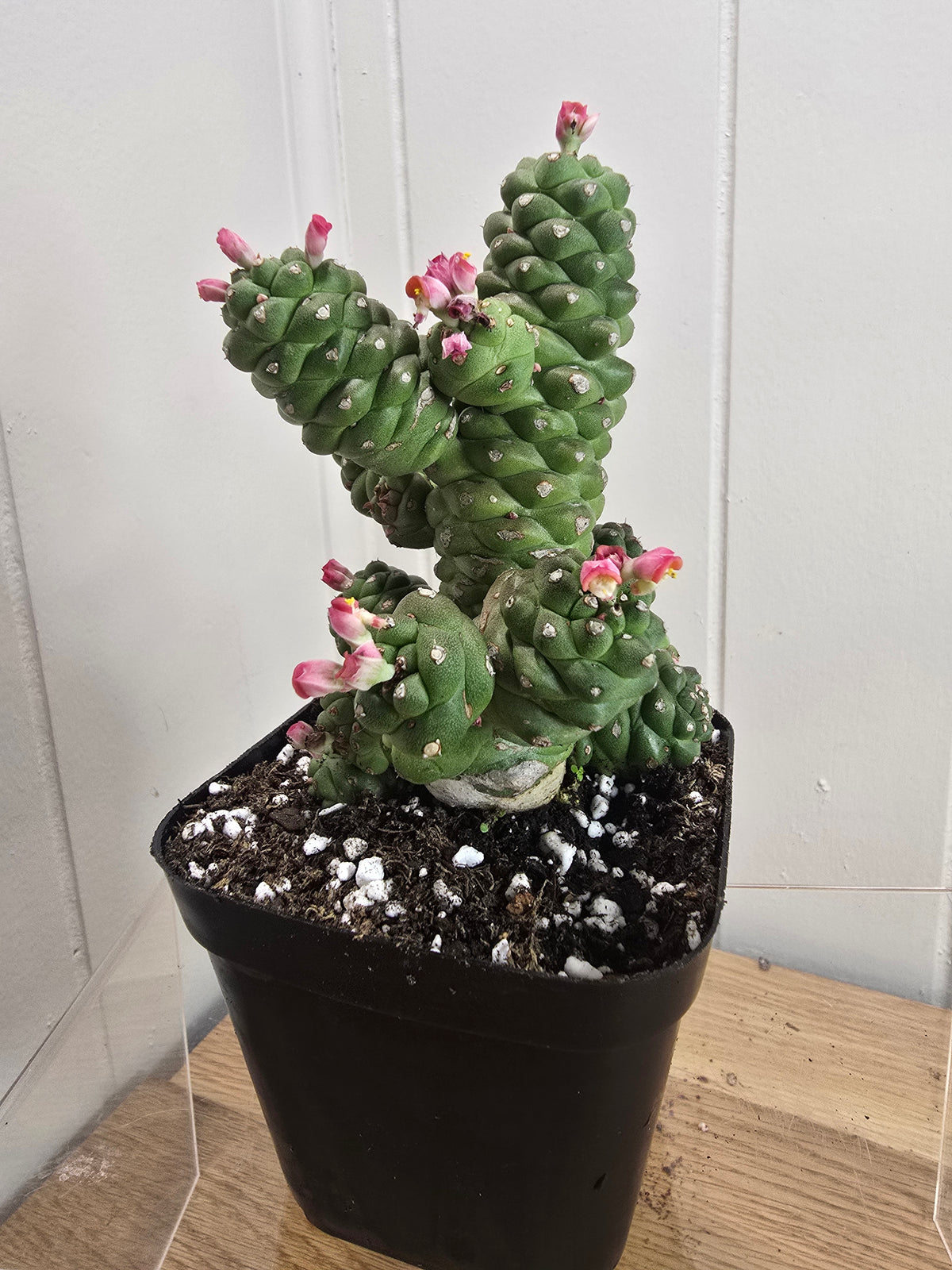 Euphorbia Monadenium Ritchiei | Rare Succulent Plant | 4" pot