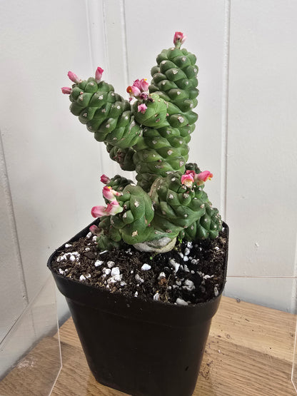 Euphorbia Monadenium Ritchiei | Rare Succulent Plant | 4" pot