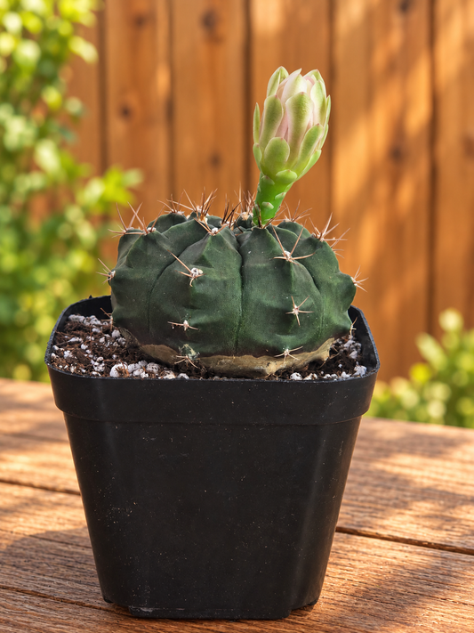 Gymnocalycium Cactus "Black Widow" Very Light Pink Bloom