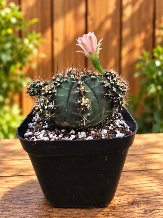 Gymnocalycium Cactus "Black Widow" Light Pink Bloom