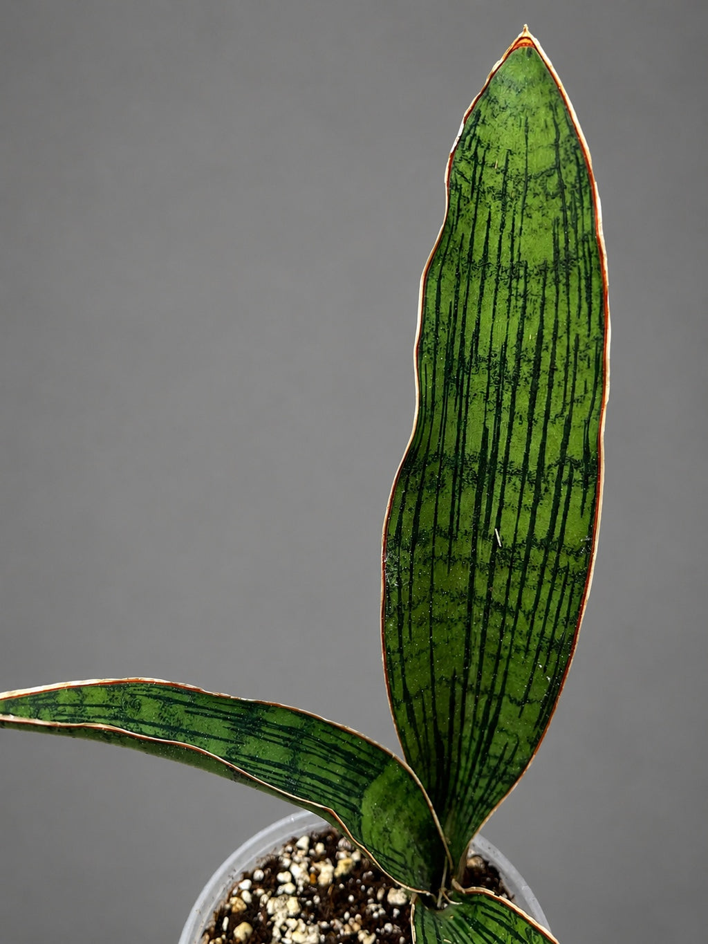 Sansevieria Cleopatara RARE Fully Rooted Vertical 10"by 9" Bare Root Shipping