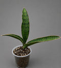 Sansevieria Cleopatara RARE Fully Rooted Vertical 10"by 9" Bare Root Shipping