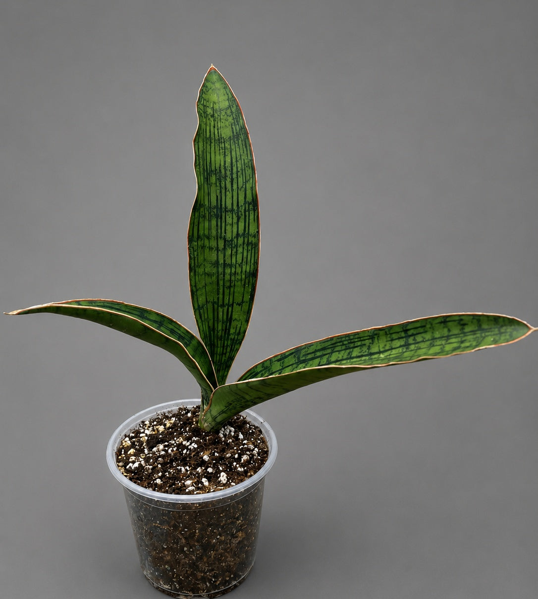 Sansevieria Cleopatara RARE Fully Rooted Vertical 10"by 9" Bare Root Shipping