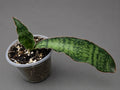 Sansevieria Cleopatra Entry Level Size Two Leaf 6.5" & 2"