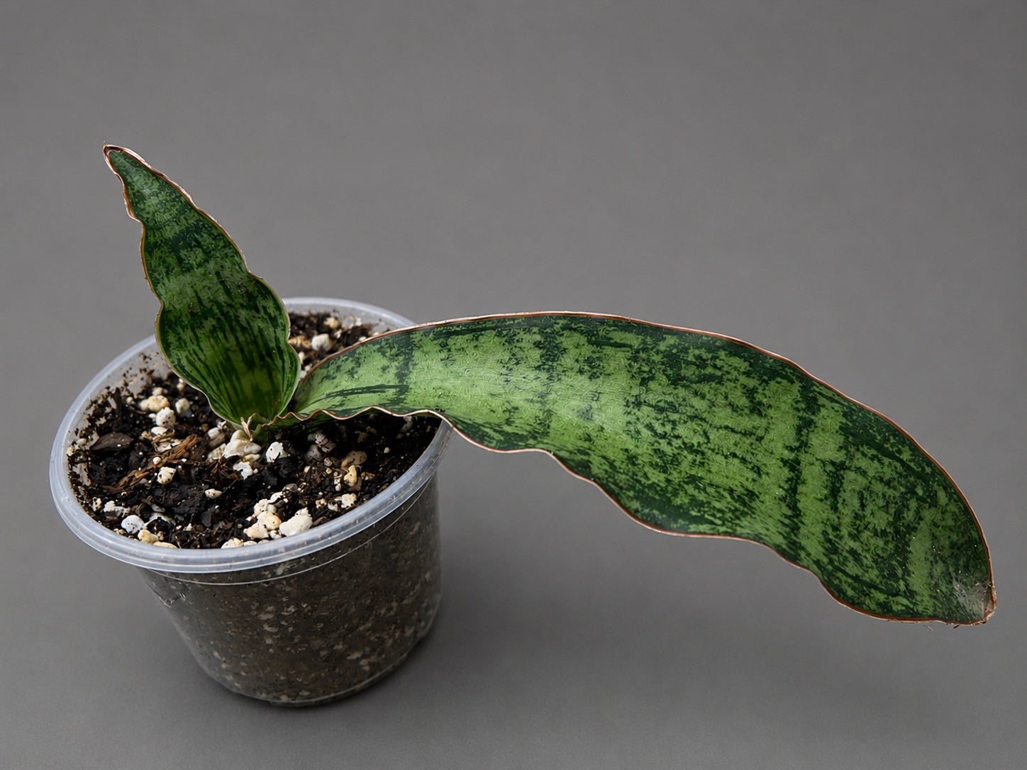 Sansevieria Cleopatra Entry Level Size Two Leaf 6.5" & 2"