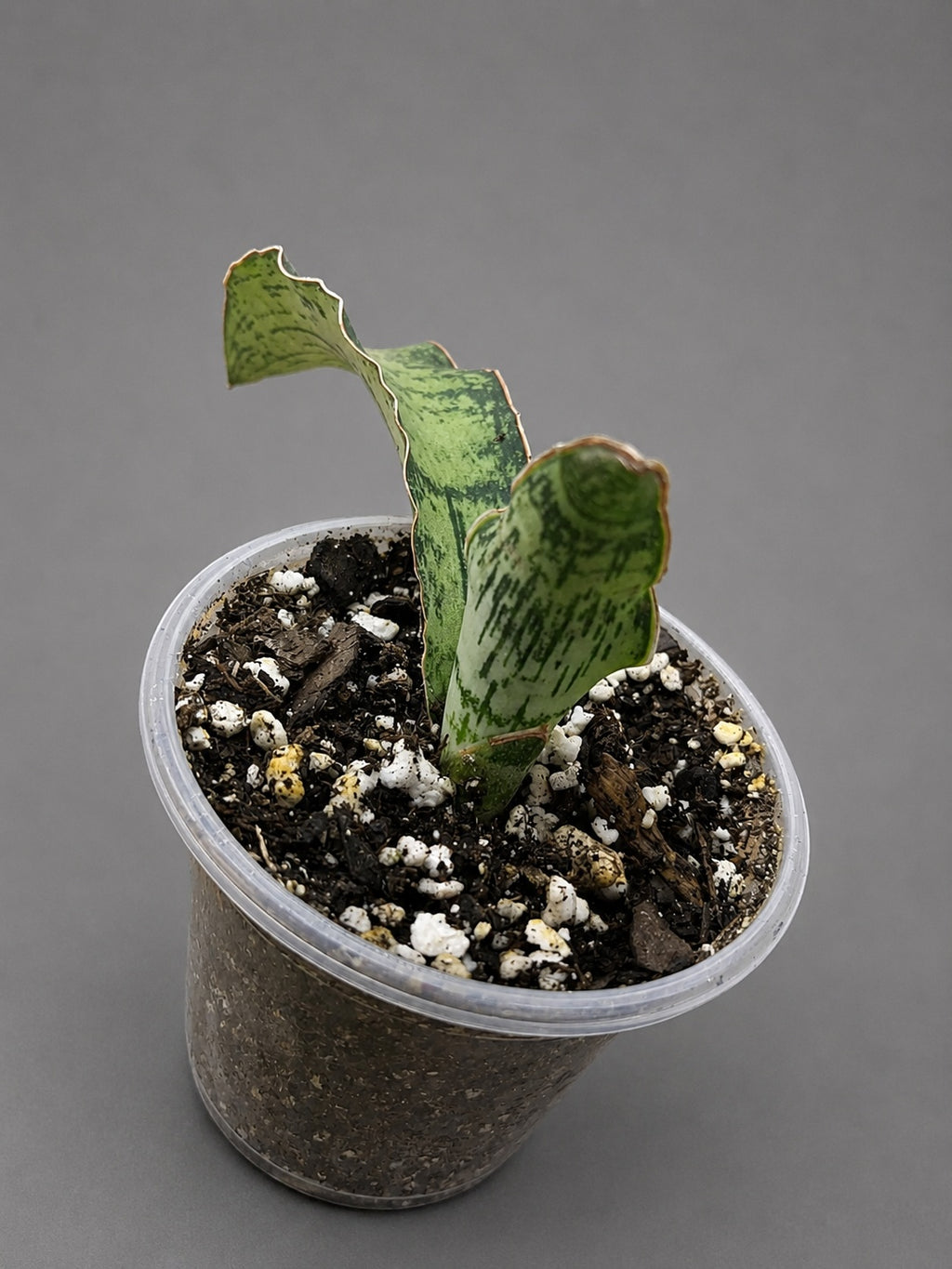 Sansevieria Cleopatra Entry Level Size Two Leaf 6.5" & 2"